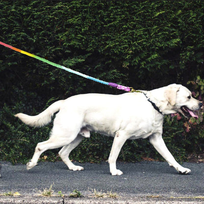 Rainbow Soft Cotton Dog Leash