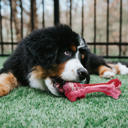 Squeaky Tough Dog Bone Chew Toy