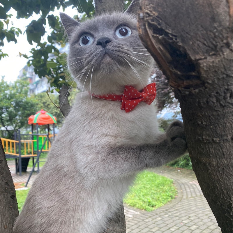 Colorful Dot Bowknot Cat Collar