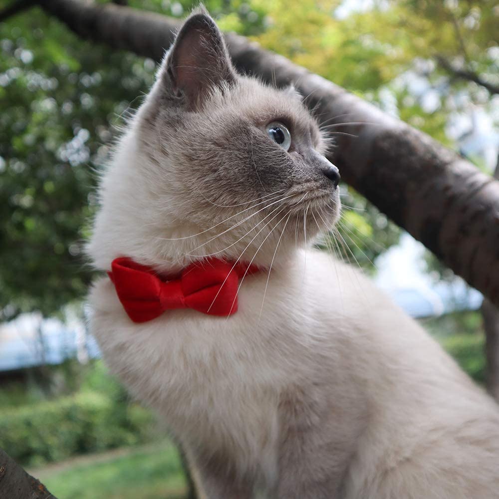 Breakaway Cat Collar With Bell