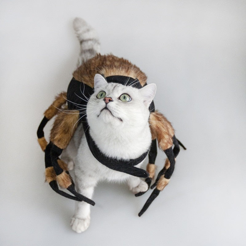 Funny Spider Pets Costume