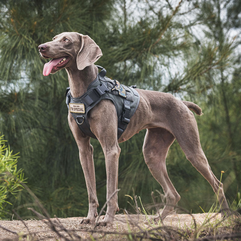 Premium Tactical Walking Dog Harness
