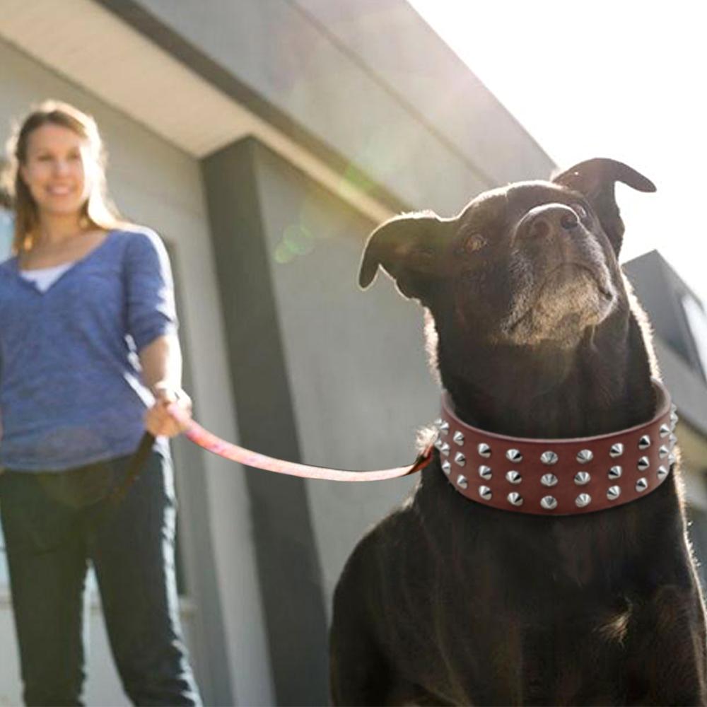 Cool Studded Genuine Leather Dog Collar