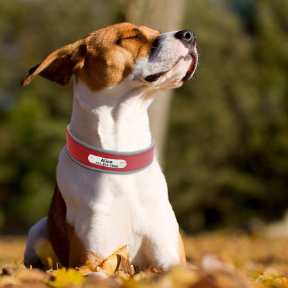 Soft Comfy Leather Dog Collars