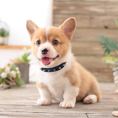 Fashion Spiked Leather Dog Collar