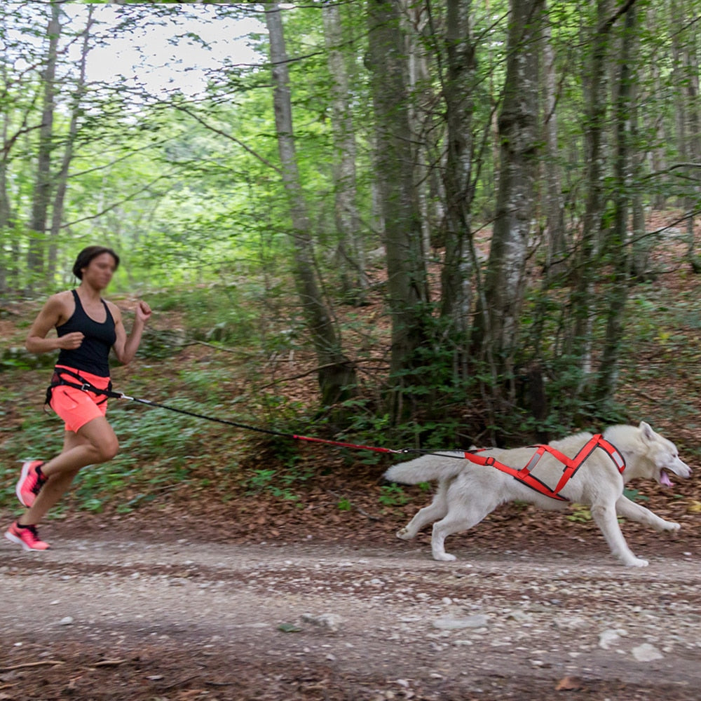 Reflective Sledding Dog Harness