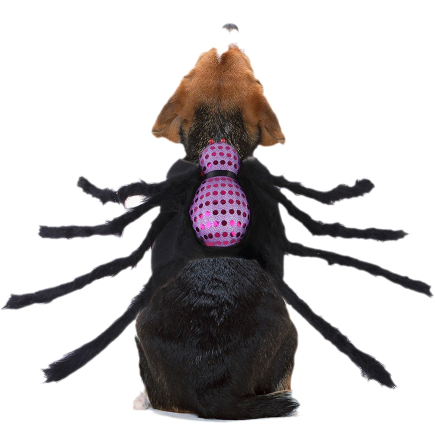 Halloween Spider Pets Costume