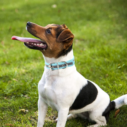 Nickel Plated Leather Dog Collar