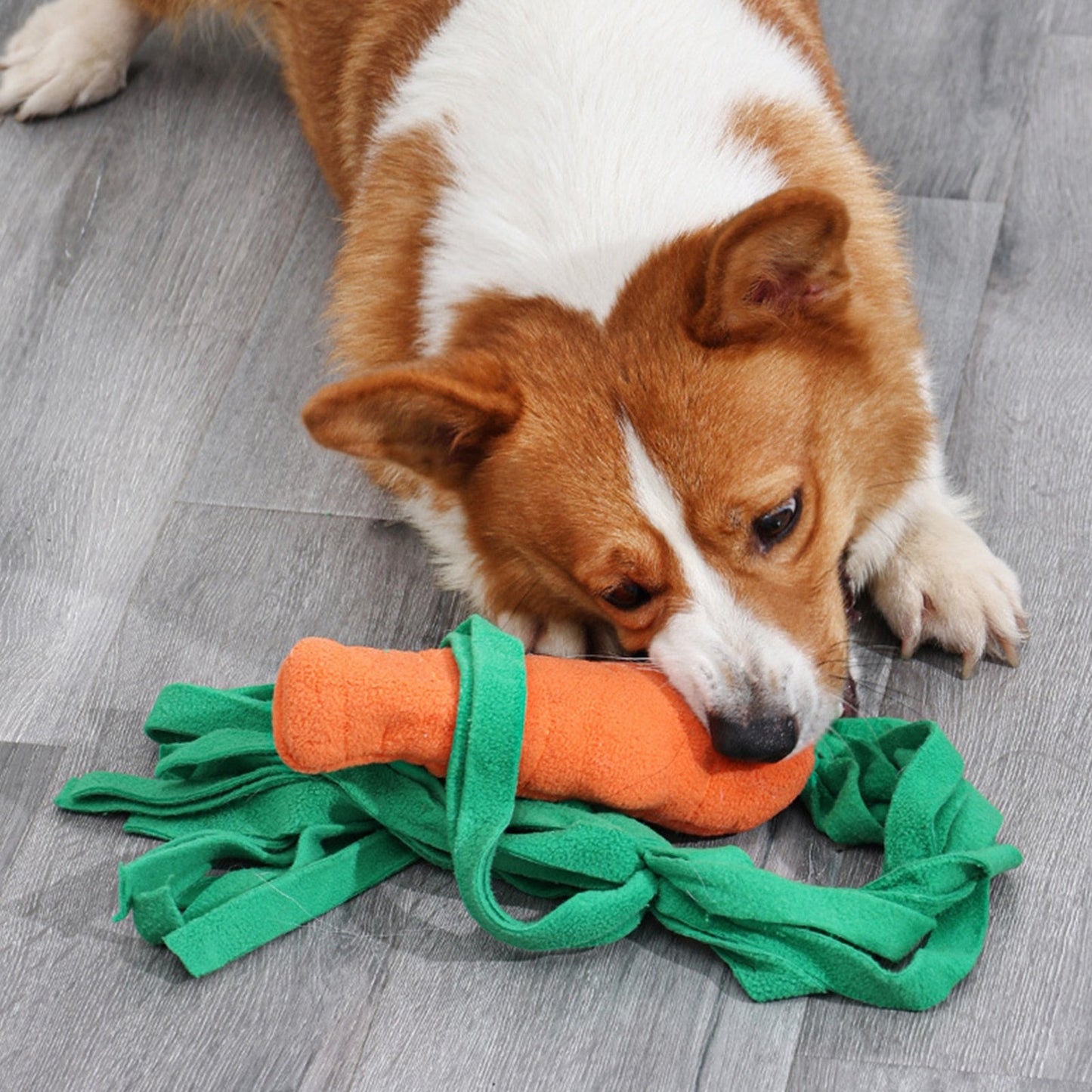 Squeaky Carrot Dog Sniffing Toy