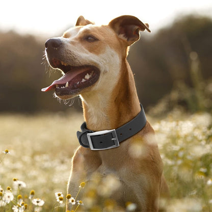 Soft Rubber Coated Dog Collars