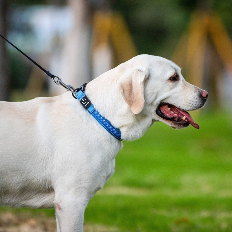 Super Bright LED Dog Collar