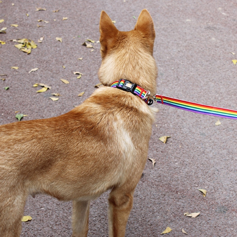 Outdoor Rainbow Dog Collar & Leash