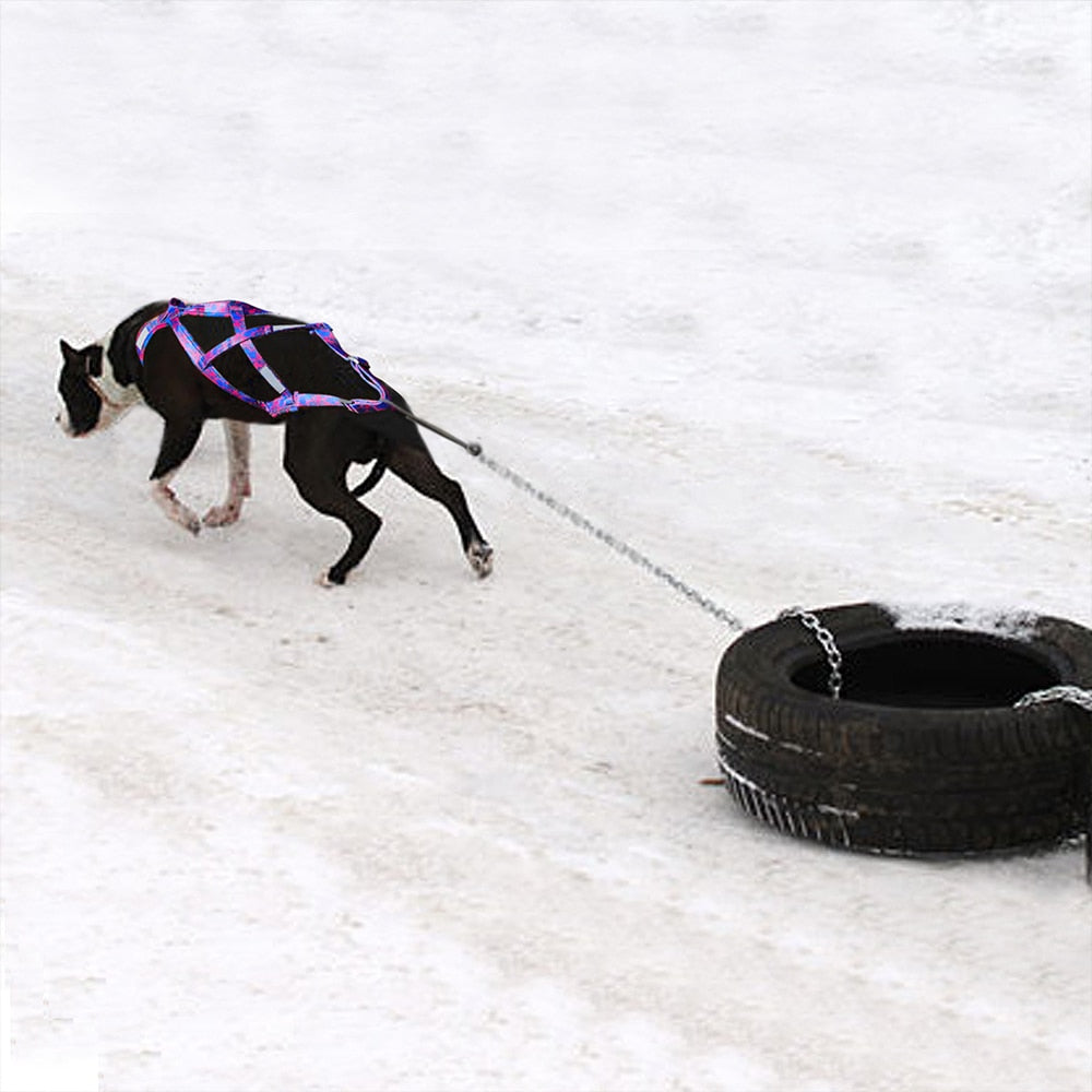 Reflective Big Dog Sledding Harness