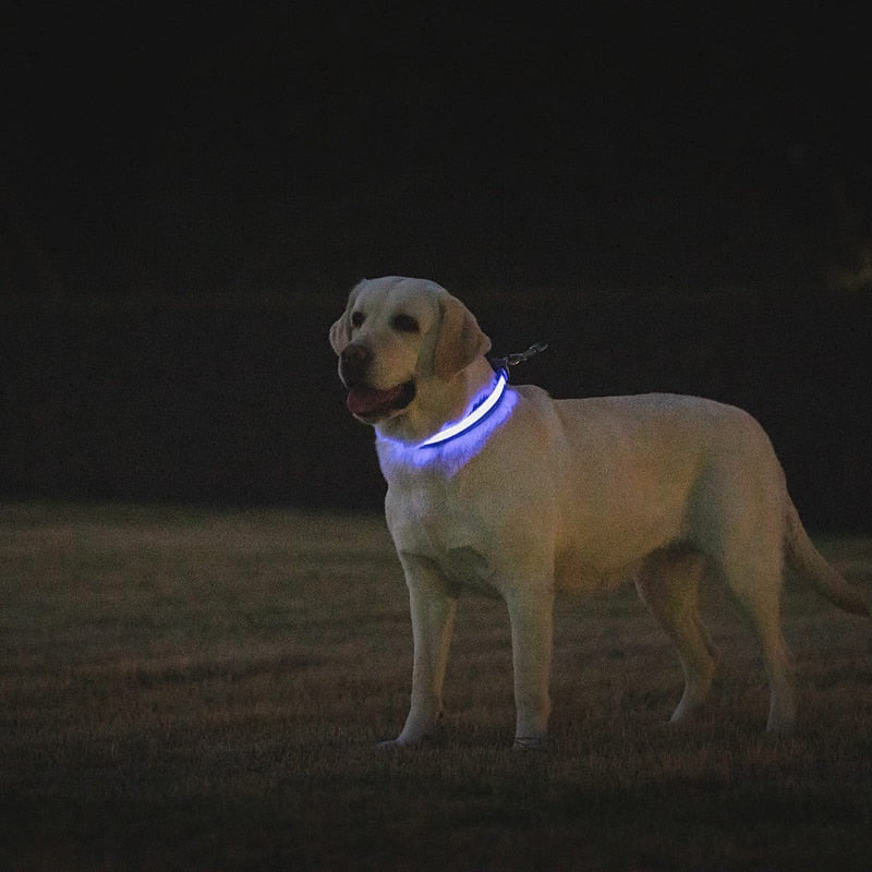 Super Bright LED Dog Collar