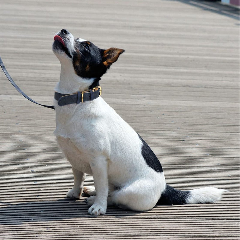 Natural Leather Strong Dog Collar