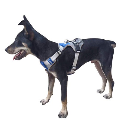 Outdoor Walking Breathable Dog Harness